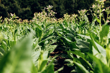 Heimat Dunkel Brune Zigaretten