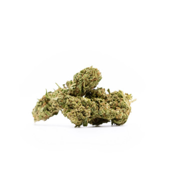 420/7 Baumkrone 10g = 10 Trees