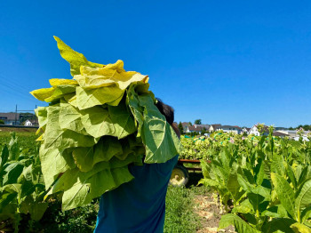 Sullana Flieder Drehtabak 25g