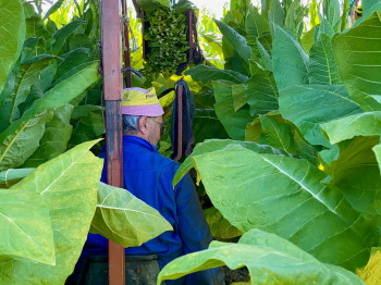 Sullana Flieder Drehtabak 25g