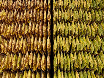 Sullana Mild Drehtabak 25g