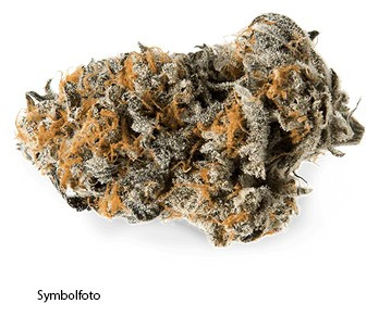 Hanfsteckling Blueberry