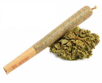 Budz Pre Rolled Joint Mango