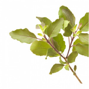 Bio Tulsi (Indisches Basilikum) 15g