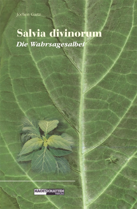 Salvia Divinorum Wahrsagesalbei