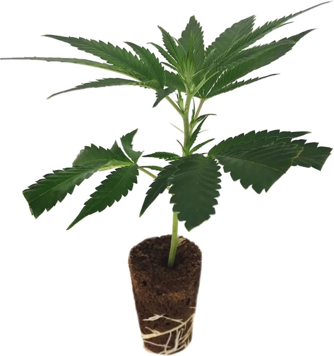 Hanfsteckling Blueberry