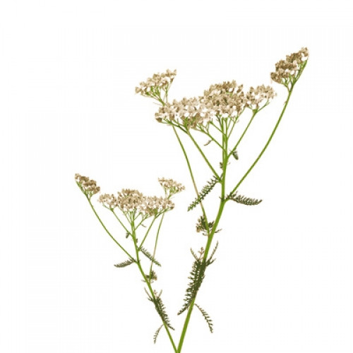 Bio Schafgarbe 15g
